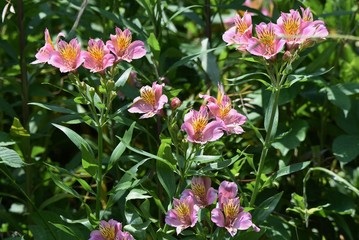 Alstromeria (Peruvian lily / Lily of the Incas) is rich in flower color.