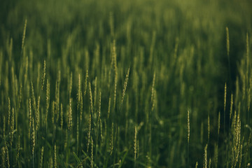 Many thin spikes in a green summer field. Ecology, countryside, harvest, wild life, farming and gardening. Macro, postcard, copyspace, selective focus.