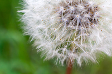 One dandelion close up. On a green background
