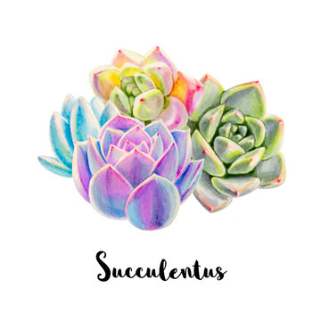 Composition from colorful succulents.  Decorative plants. Floral print. Marker drawing. Watercolor painting. Beautiful houseplants. Greeting card. Flower painted background. Hand drawn illustration.