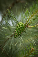 Green pine cone. Pine cone on grey old wood table 