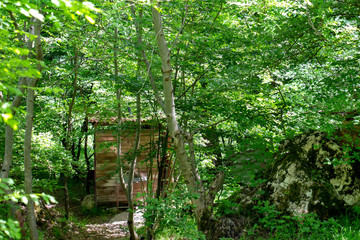 Obraz premium House in the green forest