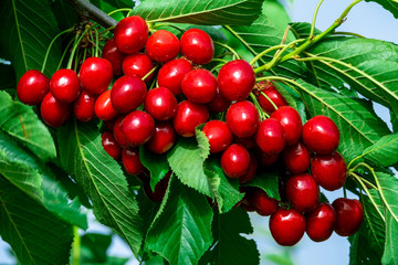 Obraz premium Red berries of a sweet cherry on a tree branch.