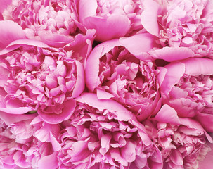 Beautiful pink peony bouquet background. Blooming peony flowers close-up. Valentine's Day concept