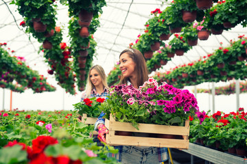 Two beautiful woman florist working with flowers in greenhouse garden. Taking care of plants for sale.