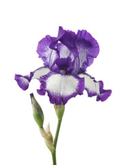 Iris flower isolated on white
