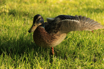ente