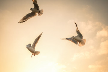 Flock of swiss seagulls