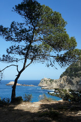 Fototapeta na wymiar Pine by the sea.Ibiza Island.Spain.