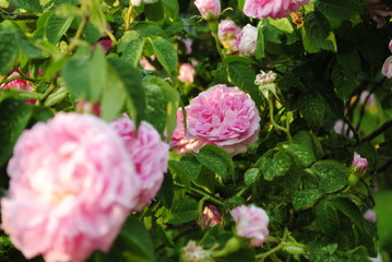 Fototapeta premium pink rose in the garden