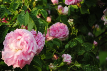 pink peony flowers in the garden