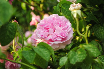 pink rose in the garden