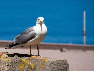 seagull looking into camera. blurry background sitting on a wall