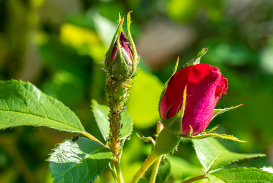 colony of aphids on a young rosebud close-up