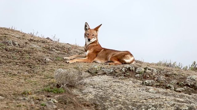 Close up of a rare and endangered Ethiopian wolf (Canis simensis) lying in the highlands of Bale mountains, Ethiopia.