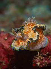 Underwater close-up photography of a girdled glossodoris.