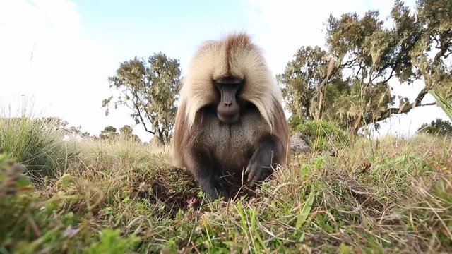 Close up of an adult male Gelada monkey (Theropithecus gelada) grazing in Simien mountains national park, Ethiopia.