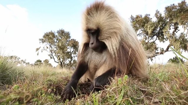 Close up of an adult male Gelada monkey (Theropithecus gelada) grazing in Simien mountains national park, Ethiopia.