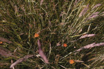 Green spring grass with yellow flowers mother-stepmother, beautiful texture.