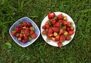strawberries in a basket on green grass