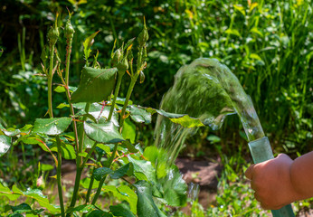 a child's hand holding a hose and watering a rose Bush