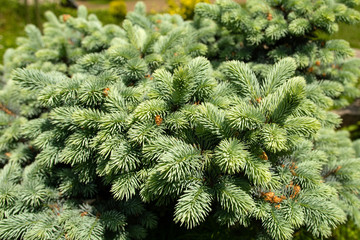 Magnificent green texture of a Christmas tree close up.