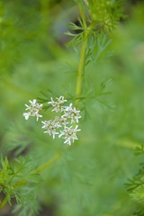 Flowers of the cilantro plant blooming in spring in an allotment in Nijmegen the Netherlands