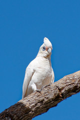 Nacktaugenkakadu
