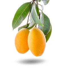 Closeup sweet Marian plum thai fruit isolated on white background (Mayongchid Maprang Marian Plum...