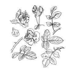 Rose plant with flowers set. Hand drawn rose vector, etch style. Buds, leaves, stem