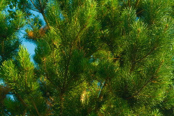 branches of cedar against the blue sky