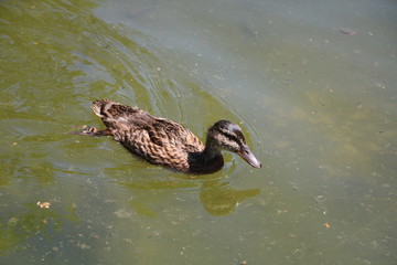 duck in the water