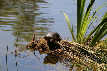 Turtle