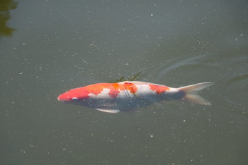 koi carp fish in the pond