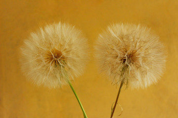 Cropped blurred shot of two big dandelion over yellow background. Beautiful nature background.Fluffy flowers, close up view.