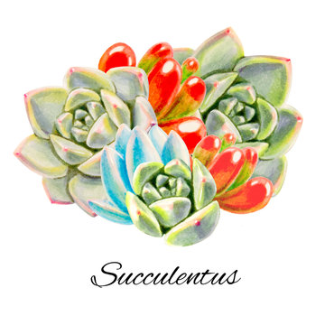 Composition from colorful succulents.  Decorative plants. Floral print. Marker drawing. Watercolor painting. Beautiful houseplants. Greeting card. Flower painted background. Hand drawn illustration.