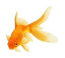 Fotobehang gold fish isolated on white © lotus_studio