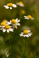 Blooming Wild Flowers Matricaria Chamomilla Or Matricaria Recutita Or Chamomile. Wild Chamomile on a summer meadow. Habitat insects.