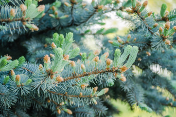 Branches of evergreen tree Pine