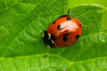 Ladybird (Coccinellidae) Close-up. Wild Nature. Ladybird