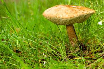 Forest mushrooms - edible mushroom (Leccinum scabrum)