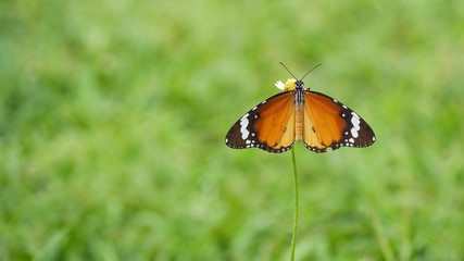 butterfly on leaf