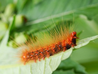caterpillar on leaf