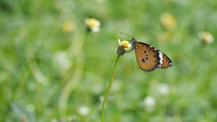 butterfly on flower
