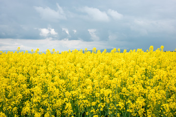 Mustard field on the background of cloudy sky