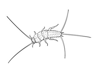 Vector illustration, isolated firebrat (Thermobia domestica) insect in black and white colors, outline hand painted drawing