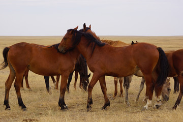Fototapeta na wymiar Beautiful horses grazing in the field. Stallions, mares and foals in the pasture. Stallions in the steppes of Kalmykia.