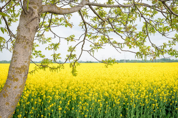 field of mustard through a tree branch
