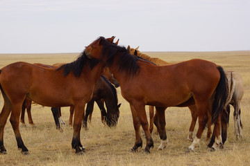Beautiful horses grazing in the field. Stallions, mares and foals in the pasture. Stallions in the steppes of Kalmykia.