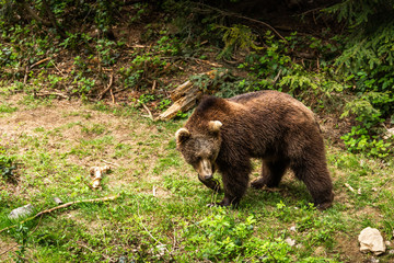 Obraz na płótnie Canvas Brown bear walking free in a summer forest.